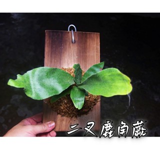 <美心花園>二叉 普鹿 鹿角蕨 上板實木松木板 收到可直接掛牆 上板植物 鹿角蕨上板(女王，亞猴，巨獸，象耳)