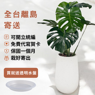 龜背芋盆栽推薦 八吋水泥盆 觀葉植物 空氣淨化 室內裝飾 開幕送禮 盆栽首選  園藝 發財樹盆栽 琴葉榕 天堂鳥