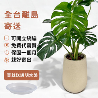 龜背芋八吋觀葉植物盆栽 室內園藝擺設 綠意裝飾 水泥盆開幕送禮好選擇 天堂鳥 琴葉榕