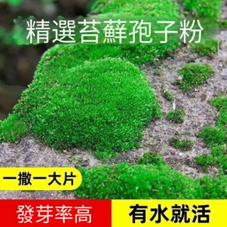 苔蘚青苔 孢子粉植物種子吸水上水石盆栽假山盆鋪面微景觀孢子粉 四季鮮活