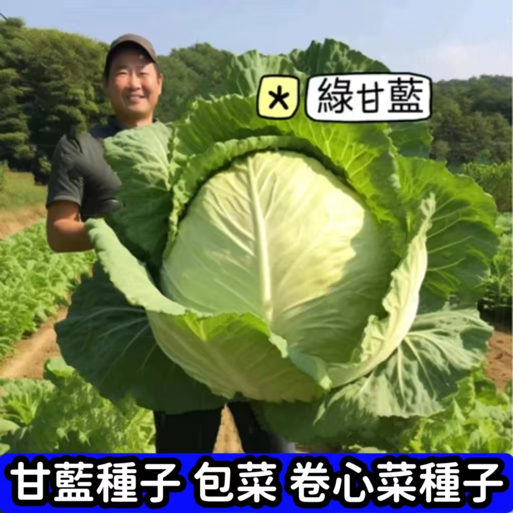 🔥🔥台灣現貨現發 【甘藍種子】高麗菜 綠甘藍 紫甘藍種子 甘藍菜籽 包菜種子 四季種植蔬菜特大甘藍種子 小院陽台中種植