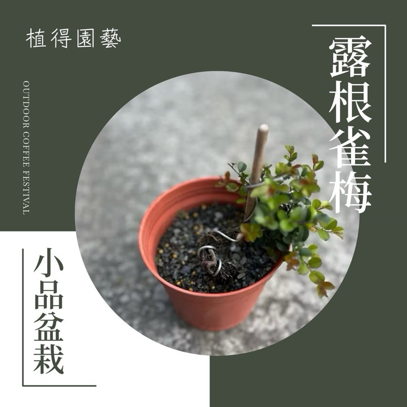 植得｜露根·塑型·雀梅｜小品盆栽