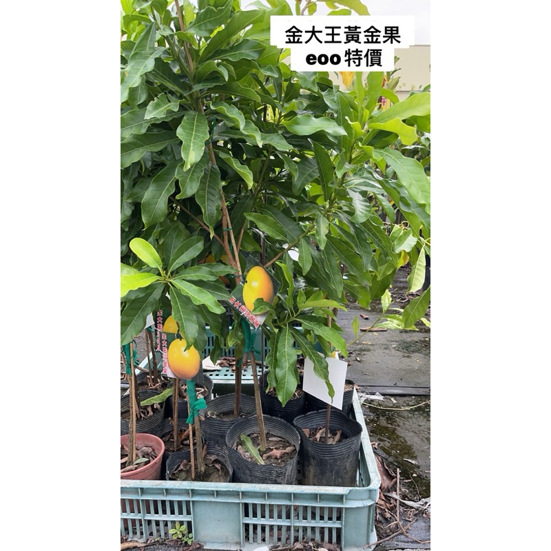 黃金果、洛香，熊讚，雪蜜，珍香蜜，蜜香，21兩，大金沙，久大，冬蜜，白綿綿，金牌，黃金八佰eoo 3-4寸盆特價340