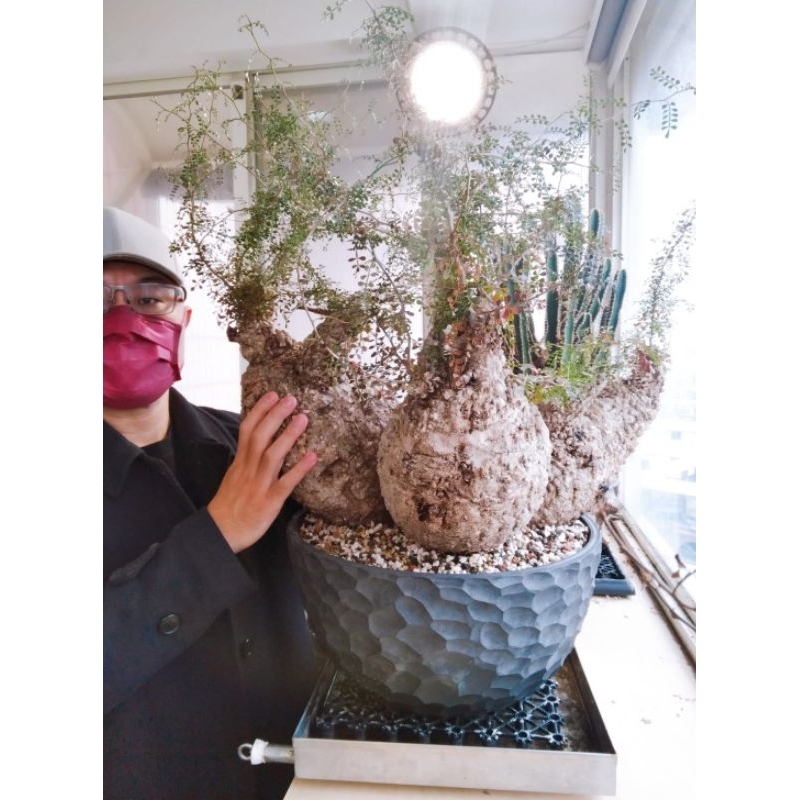 神級-象足漆樹-夢幻-店頭物-產地-三頭六臂象-塊根植物-大型