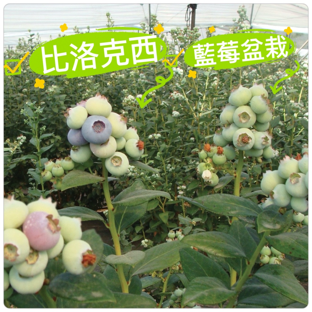 比洛克西藍莓苗🟡已採收+矮化+施肥+6吋硬盆+免換盆🟡超大果藍莓 比山丘藍果粒還大 薄霧藍莓 藍雨 兔眼藍莓 比洛克西
