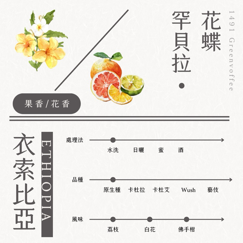 衣索比亞 罕貝拉 花蝶 水洗 生豆500克 精品咖啡豆 商業合作 批發零售 灰焉生豆