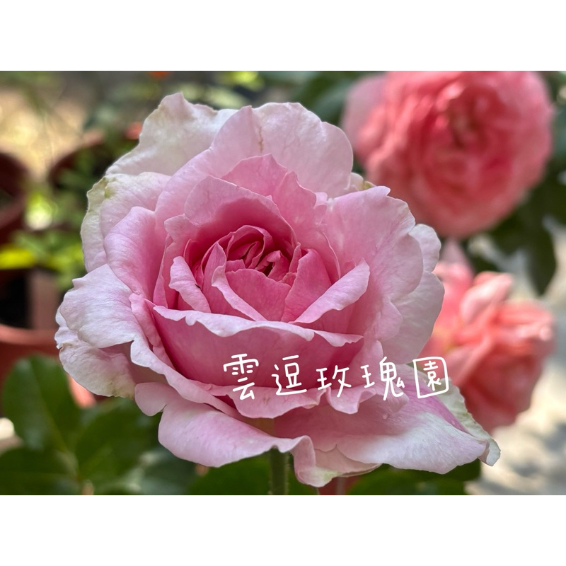 玫瑰花🌹伊芙光.強香.伊芙光玫瑰花🌹使用玫瑰專用土.伊芙伯爵芽變.伊芙系列