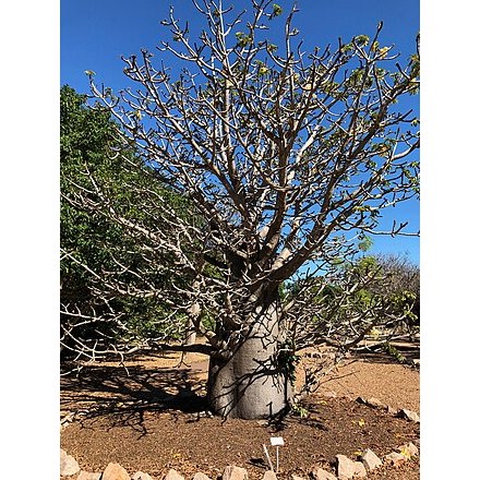 【塊根英雄】皮埃爾猴麵包樹種子/Adansonia perrieri/最稀有的猴麵包樹，極危物種，種子難求。