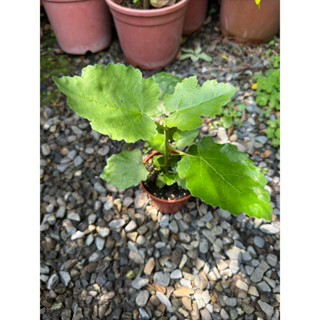 一葉植富 波姬 無花果 小苗 3吋盆特價80元
