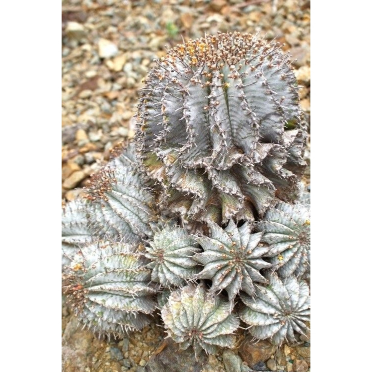 🔥稀有塊根🔥白衣魁偉玉 Euphorbia horrida｜多肉植物｜仙人掌科大戟屬｜獨特灰白色系｜強健好養｜適合室內外