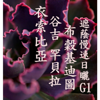 (2024) 獵豆工坊🐆衣索比亞 日曬 古吉 罕貝拉 布穀 迪基圖 遮蔭慢速乾燥 G1 咖啡生豆 500g