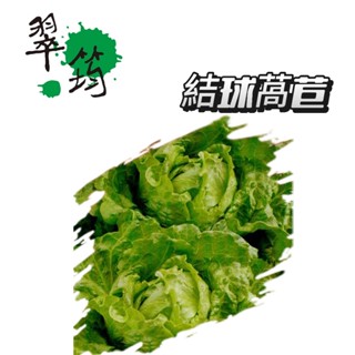 結球萵苣種子【蔬果種子】包心萵苣 美生菜種子 翠筠 彩色原包裝 每包約200粒