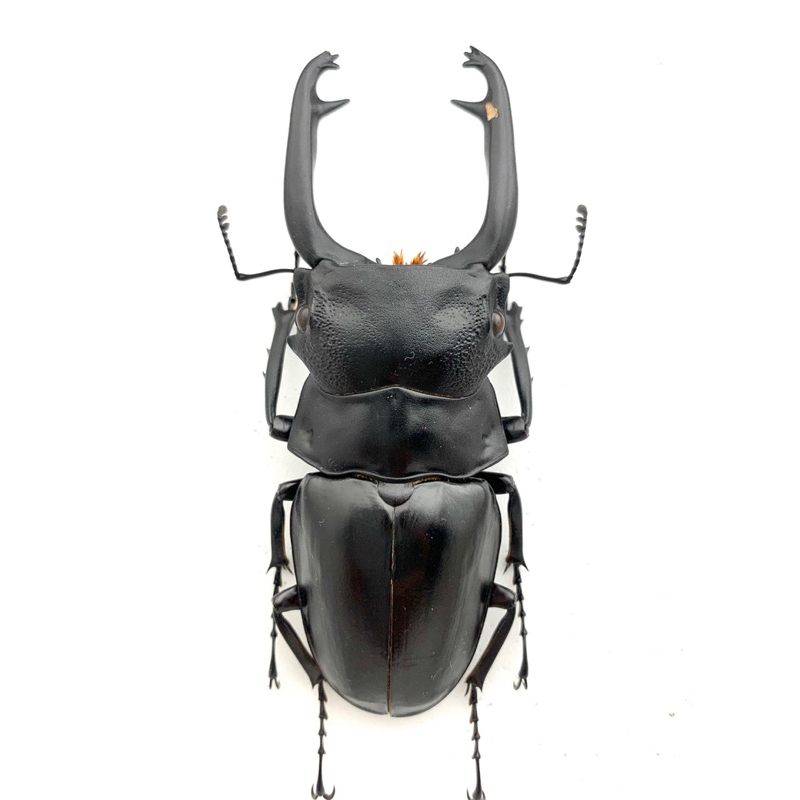 標本 Odontolabis nobuhikoi rare 24mm Odontolabis 標本的價格推薦- 2025年10月| 比價比個夠BigGo