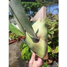喜馬拉雅 喜馬拉雅鹿角蕨 Platycerium Himalaya 銀鹿交爪哇 交種 上板 上板鹿角蕨
