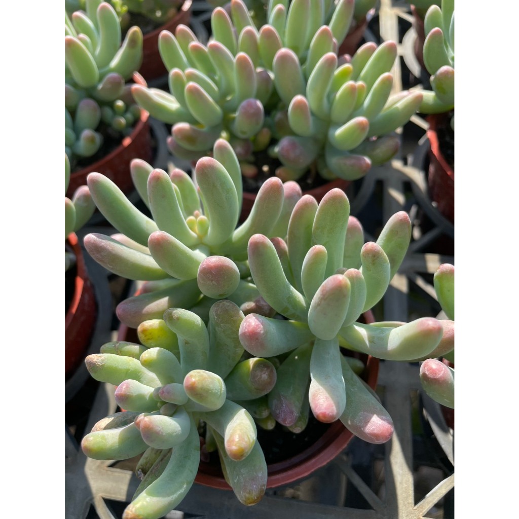 🌵多肉植物、仙人掌🌵【 乙女心 】3吋盆