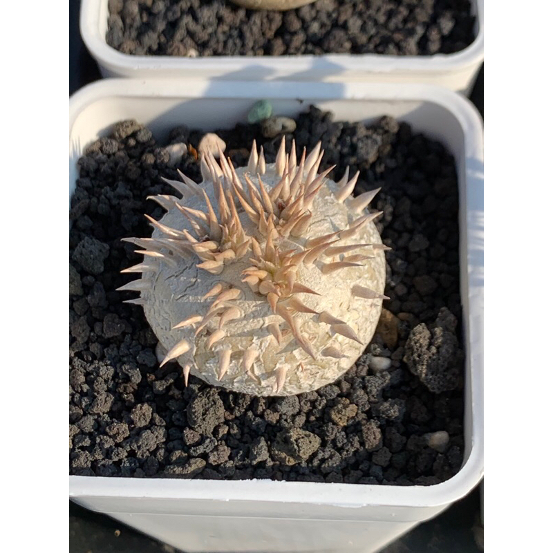 白花惠比須笑(白花)Pachypodium brevicaule spp. leucoxanthum(棒槌、塊根)