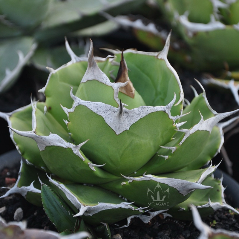 《山腳龍舌蘭》櫻桃炸彈/嚴龍