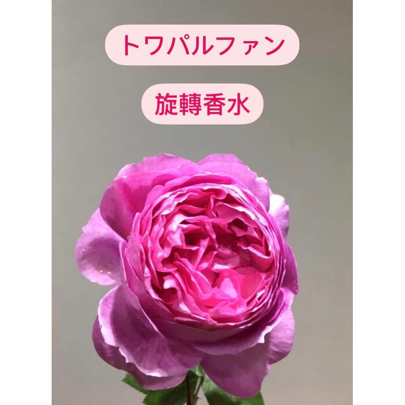 旋轉香水 強香 玫瑰花盆栽 植株盆 苗