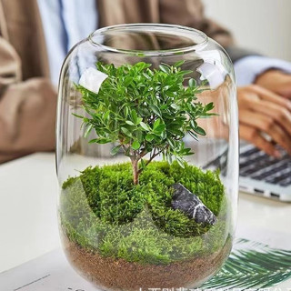 💥生態瓶 造景瓶 玻璃瓶 生命之樹瓶 桌麵苔蘚微景觀 生態瓶 盆栽花瓶