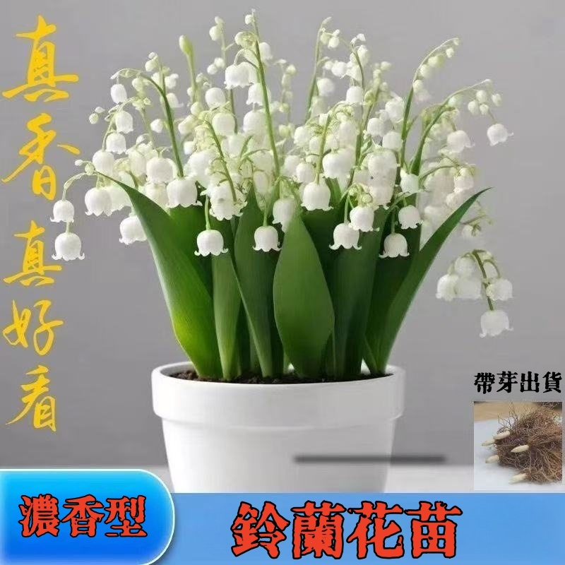 🔥【鈴蘭花苗】簡單易種 鈴蘭種根  鈴蘭花種球 花束禮物首選 四季開花 室內外陽臺辦公室盆栽觀賞花卉 帶芽花苗濃香多年生