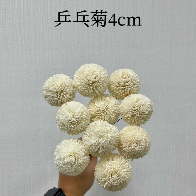 花藝夢" 臺灣現貨 隔日到貨 高品質索拉 乒乓 索拉 4公分、6-7公分(單支出售) 擴香花 乾燥花 永生花