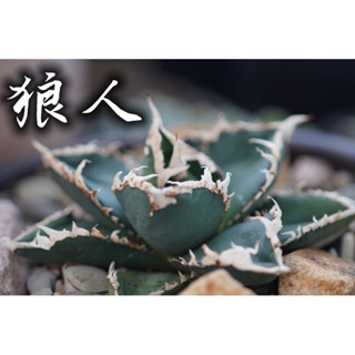 狼人嚴龍 一物一拍 龍舌蘭科 多肉 陽光美錦DAYLIGHT PLANTS