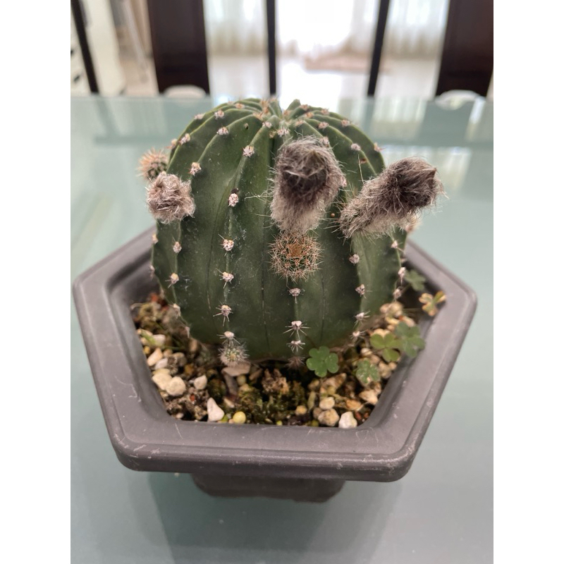 仙人掌 八卦紅 有花苞了