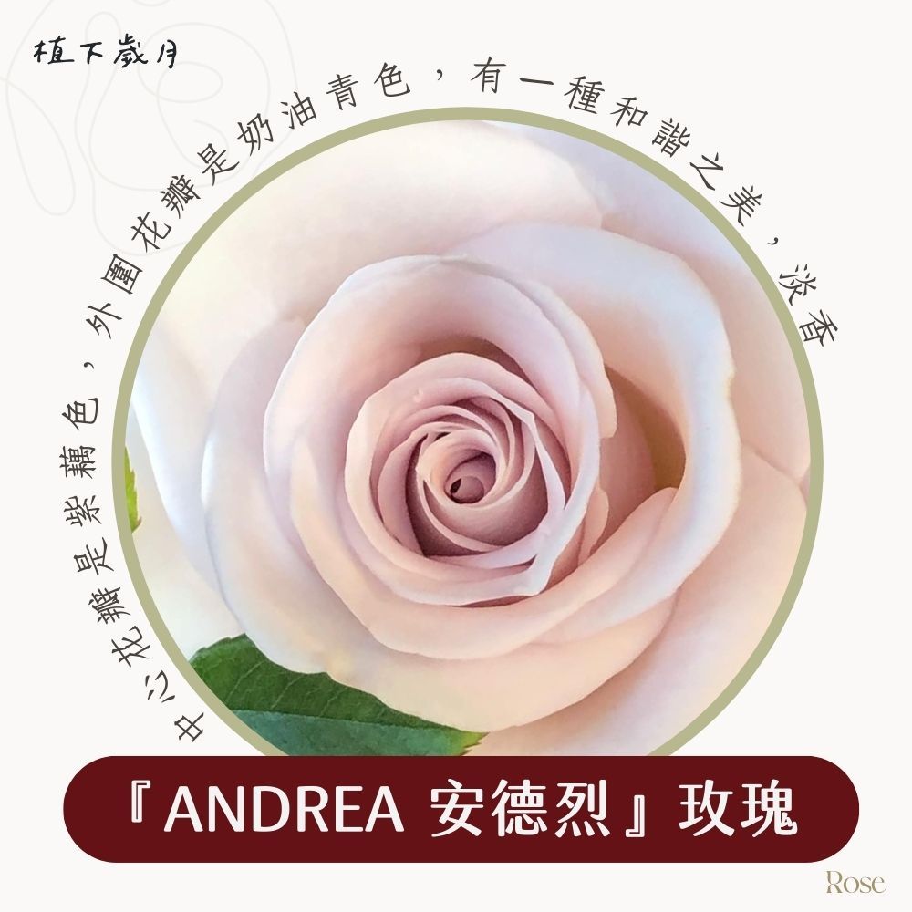 Andrea 安德烈玫瑰  安德里亞 紫色玫瑰 玫瑰苗