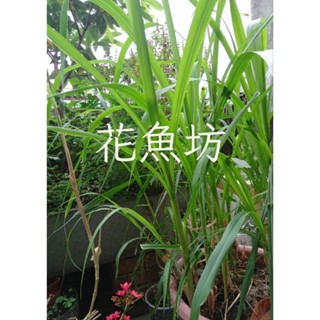 【花魚坊】模擬模型與標本（蟹類