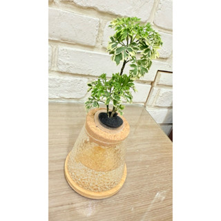 雪花福祿桐/富貴樹/福祿桐販賣所/免澆水/辦公室植物/