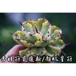 吉祥冠寛覆輪/超級皇冠 一物一拍 龍舌蘭科 多肉 陽光美錦DAYLIGHT PLANTS
