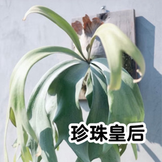 P.Pearl Queen 珍珠皇后 超白鹿角蕨