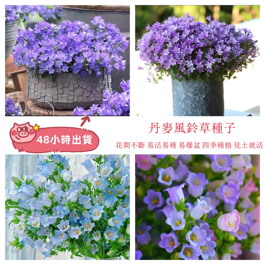 現貨 風鈴草種子 （50粒）日本風鈴花 風鈴花子 陽臺庭院觀賞植物盆栽花卉 易種種子 四季種植 50粒
