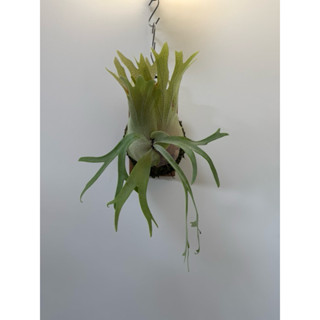 鹿角蕨/P.Willinckii YAL spore/上板