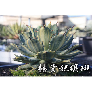 楊貴妃縞斑 一物一拍 龍舌蘭科 多肉 陽光美錦DAYLIGHT PLANTS
