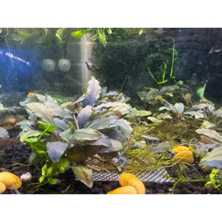 神秘草-銀色河流 辣椒榕