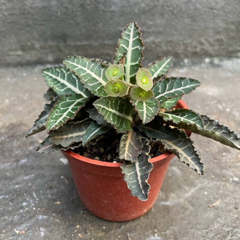 【多肉-彩葉麒麟】3吋盆 🌵小萌肉愛多肉|小品盆栽|多肉植物|仙人掌|送禮小物|婚禮小物