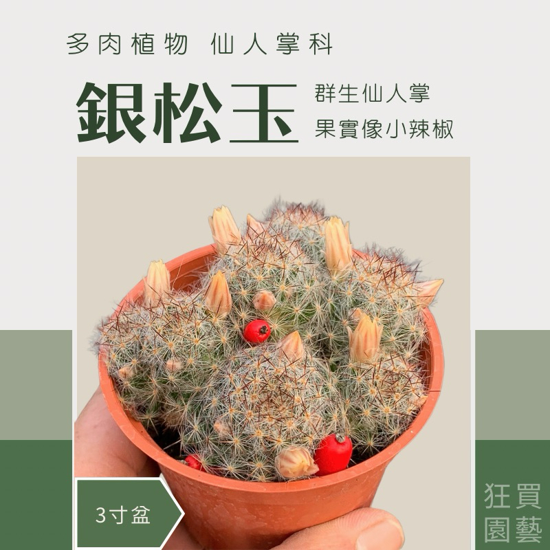 [狂買園藝] 多肉植物 銀松玉/松霞仙人掌 3寸盆 🌶️果實像小辣椒 /仙人掌/小品盆栽/送禮小物/婚禮小物