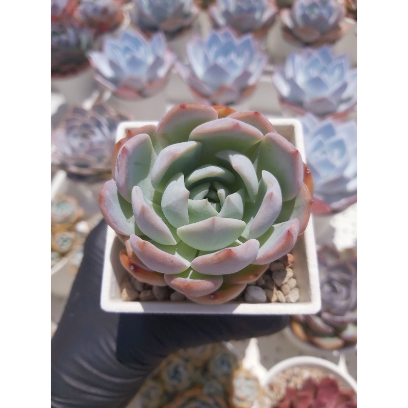 夢露藍絲絨／老欉／夢露／交種／藍絲絨／夢露絲絨／秘境多肉