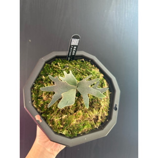 🌷𝚂𝚑𝚊𝚛𝚢’𝚜 P .Willinckii Jade girl /玉女鹿角蕨/精品鹿角蕨/室內植栽