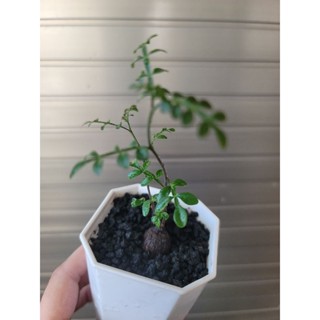 列加氏漆樹 塊根 盆栽