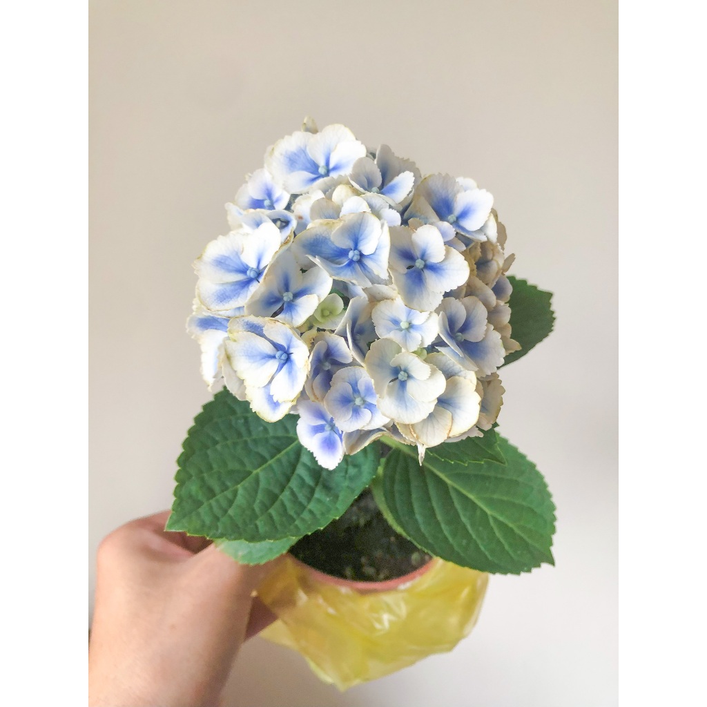 繡球花(紫陽花)- 蒙娜麗莎 - 3.5吋盆(開花中)