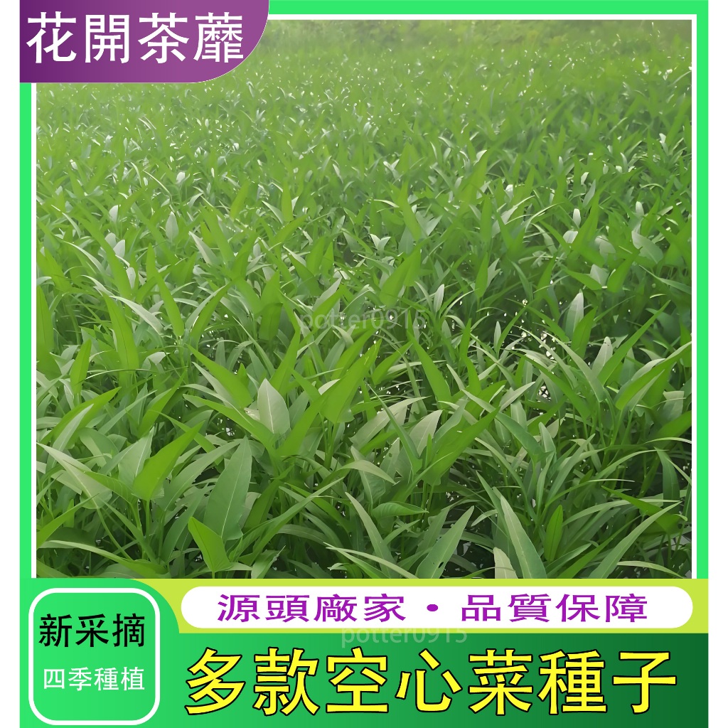 台灣現貨 四季空心菜種子 通心菜（大葉三叉空心菜柳葉空心菜泰國空心菜）青白梗水培高產盆栽農家蔬菜