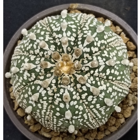 💥八週年慶活動開跑💥仙人掌科星球屬~米字超兜~6.8CM~A76