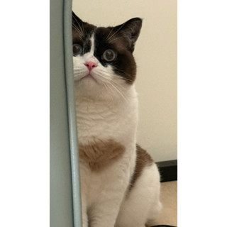 日本山崎tower階梯式掛衣架(黑)二手