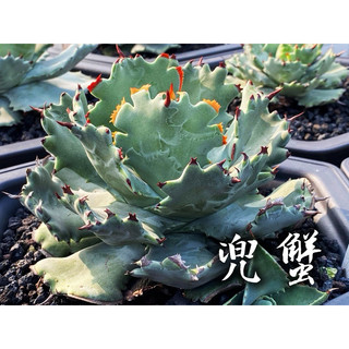 兜蟹 一物一拍 龍舌蘭科 多肉 陽光美錦DAYLIGHT PLANTS