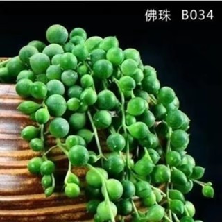現貨 多肉種子（100粒）四季種植 多肉種子 藍鬆多肉 藍兔子種子 鹿角海棠 四季易種植 黃麗種子 玉露種子