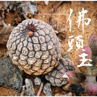 【佛頭玉】伊葉植物社-實體門市／多肉塊根仙人掌進口植物室外室內窗臺陽臺辦公室珍稀特殊特別田尾潮流綠化植栽盆栽可愛