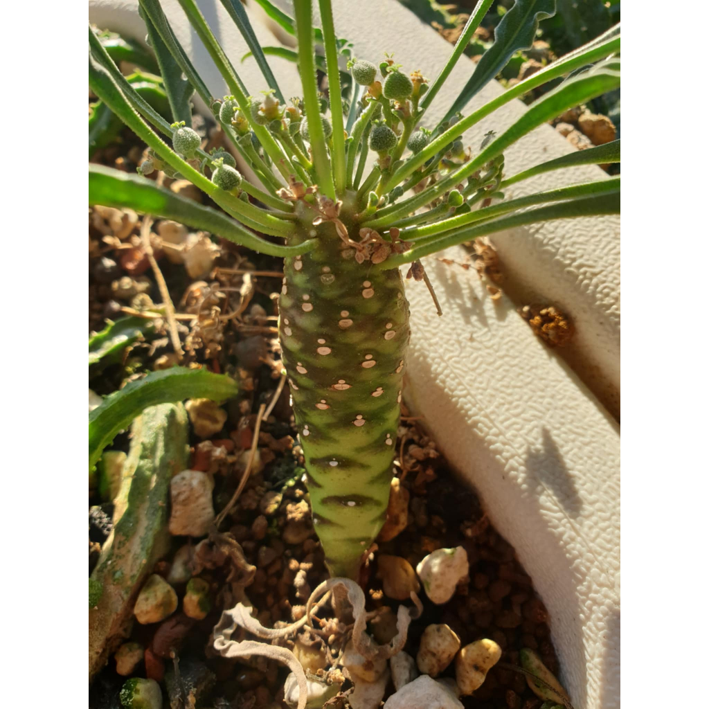 euphorbia hadramautica的價格推薦- 2025年12月| 比價比個夠BigGo