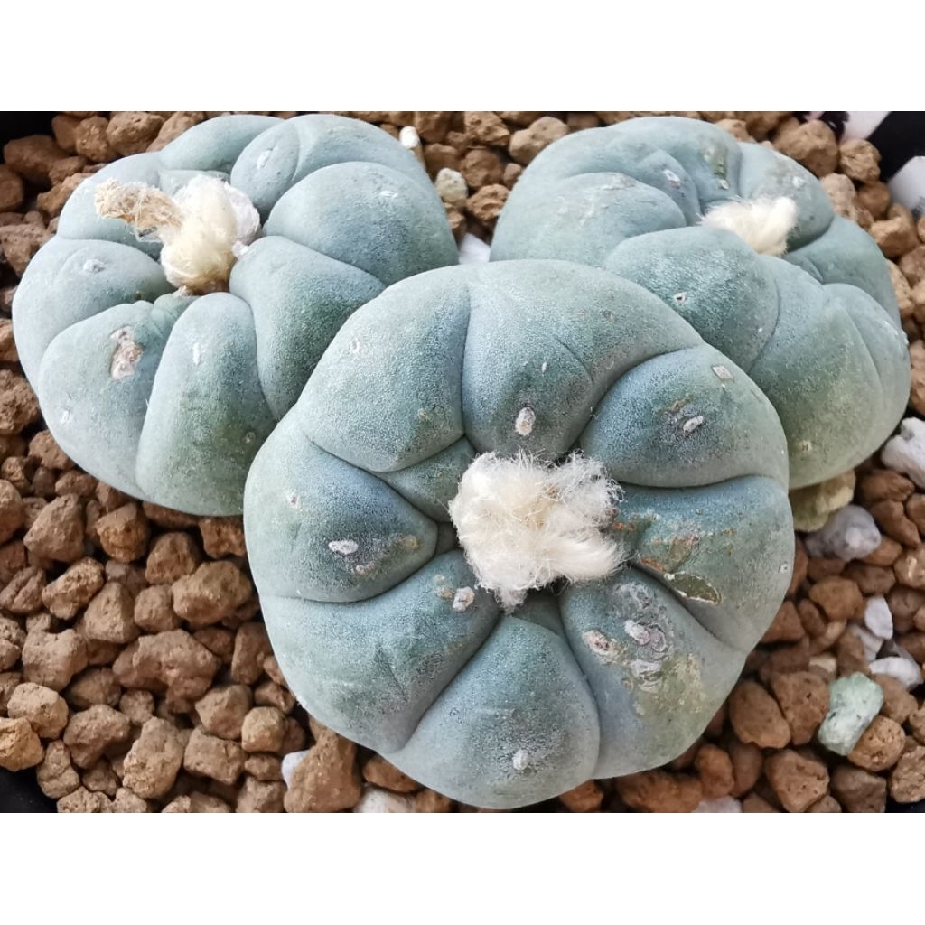 扁平白肌銀冠玉 疣銀冠玉的價格推薦- 2025年12月| 比價比個夠BigGo